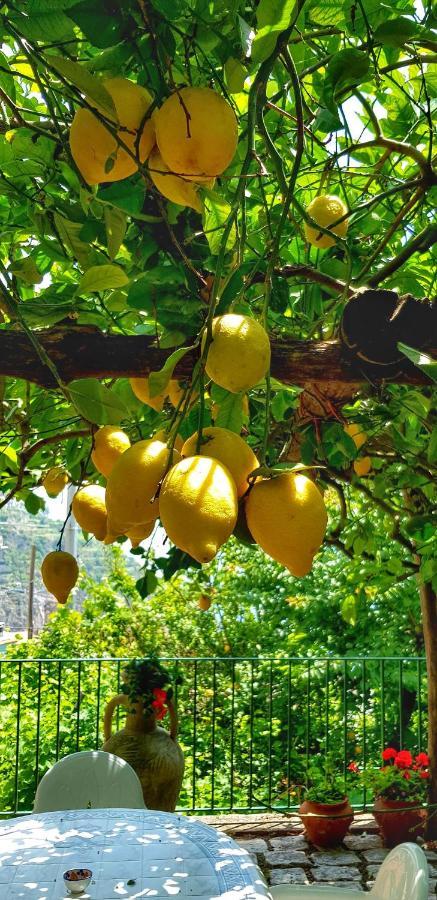 Il Limoneto Di Lulu, Holidays Among The Lemon Trees Minori Buitenkant foto